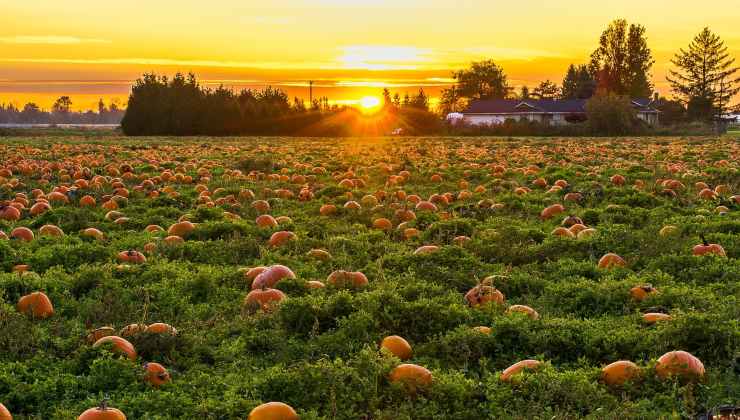 Halloween, Pumpkin Patch a Roma