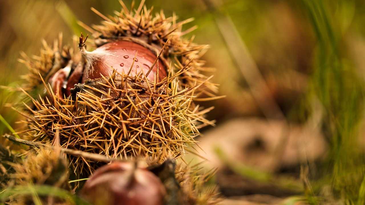 sagra delle castagne