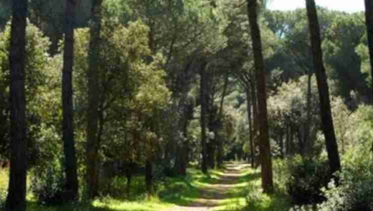 sentiero Pineta Castel Fusano che affaccia sulla Cristoforo Colombo