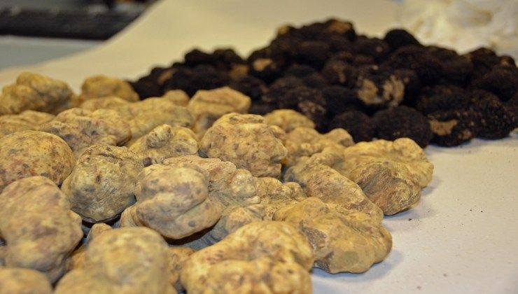 tartufo nero