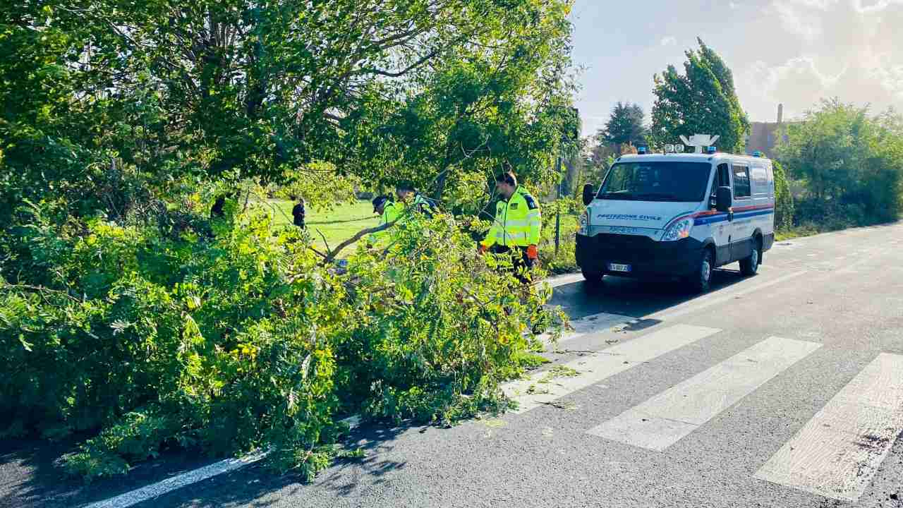 Albero caduto nel VI Municipio di Roma