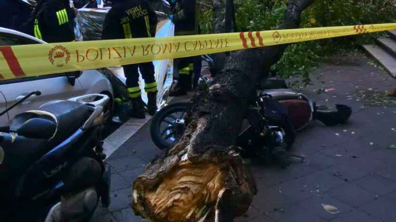 Albero crollato a Monteverde a Roma