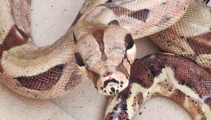 Boa Constrictor Roma