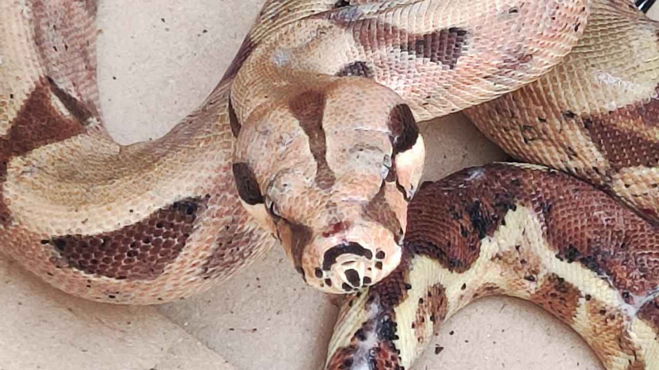 Boa Constrictor Roma