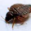 Cimice Asiatica