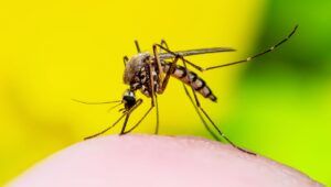 Febbre Dengue Zanzara