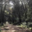 Pineta di Castel Fusano a Ostia