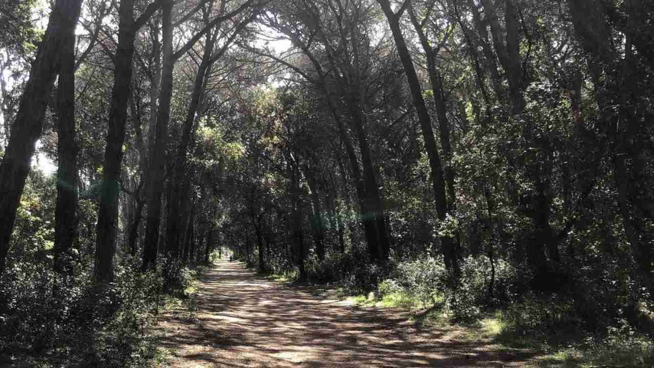 Pineta di Castel Fusano a Ostia