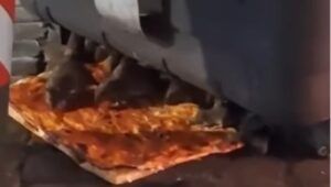 Topi mangiano la pizza al Rione Monti di Roma