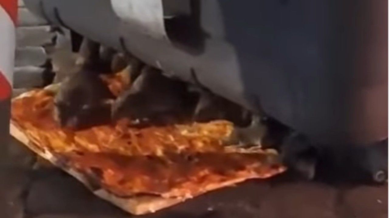 Topi mangiano la pizza al Rione Monti di Roma