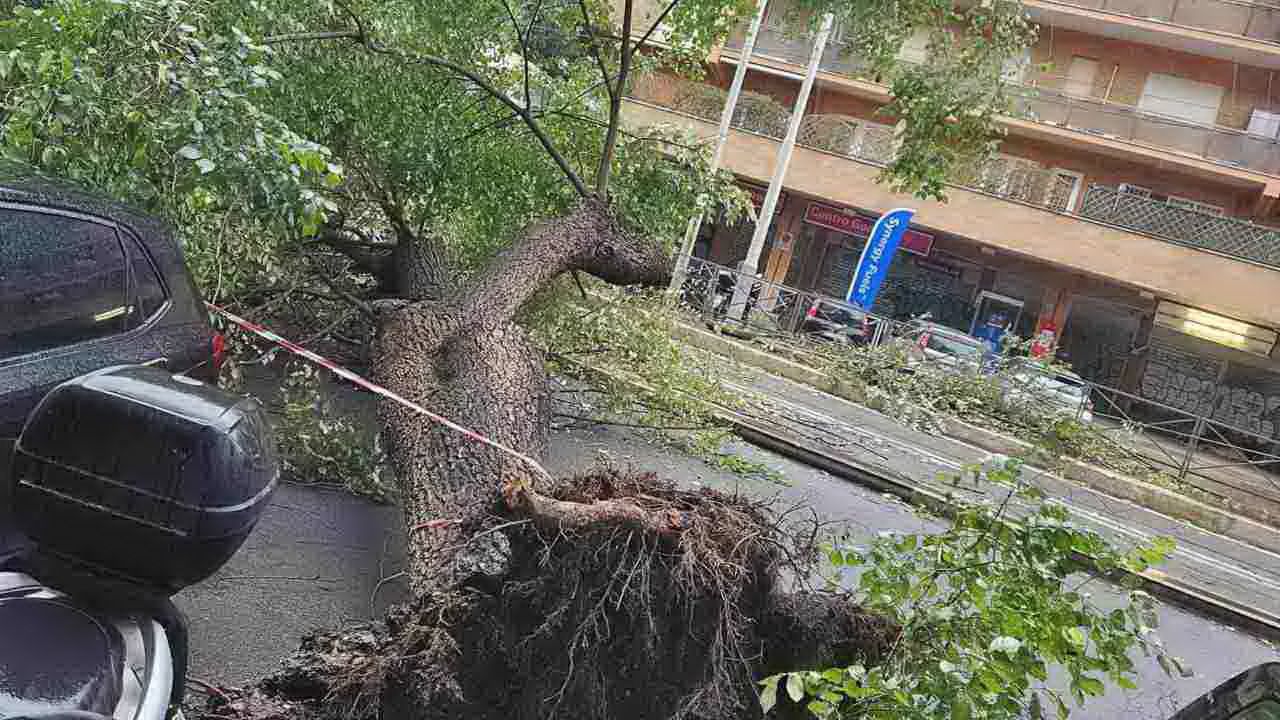 albero su tram trastevere