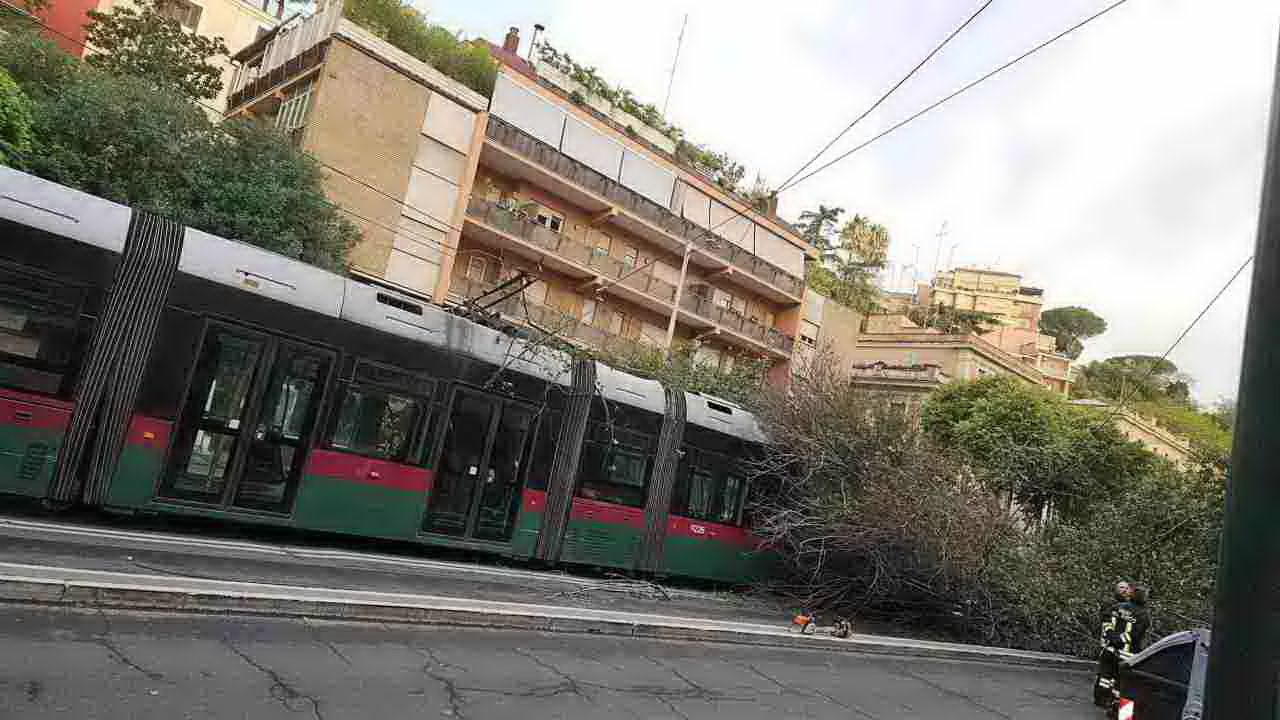 albero su tram trastevere