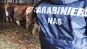 maltrattamento animali: sequestrati 117 bufale e vitellini