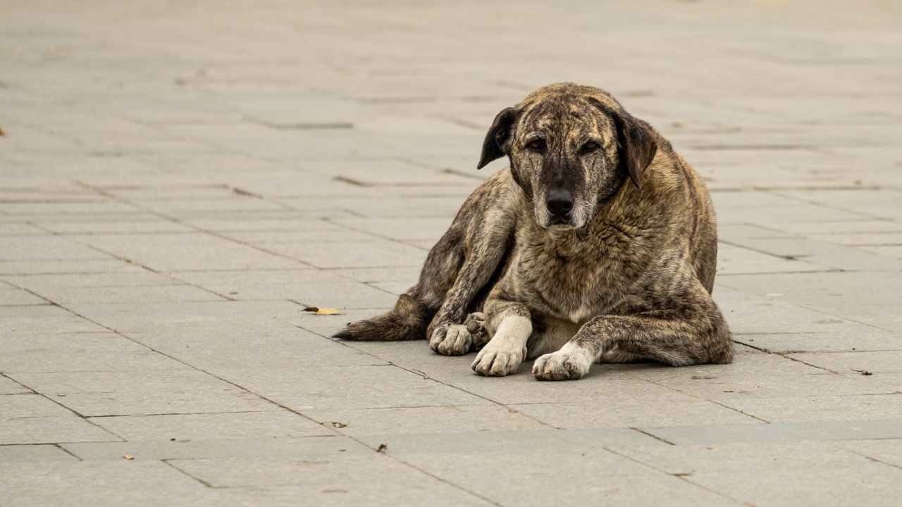 cane randagio