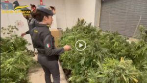 Piantagione marijuana Sacrofano Roma