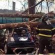 Albero caduto nel centro storico di Roma