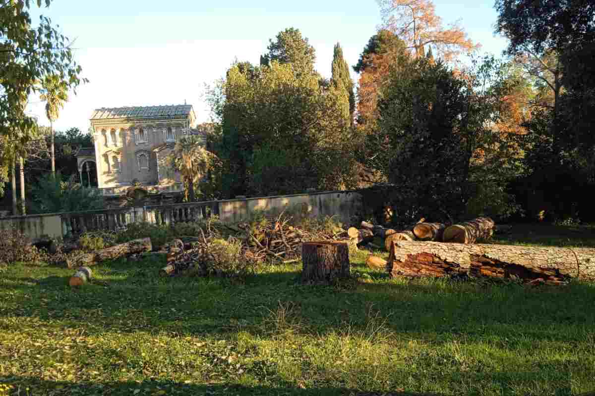 Alberi tagliati nella zona di Roma