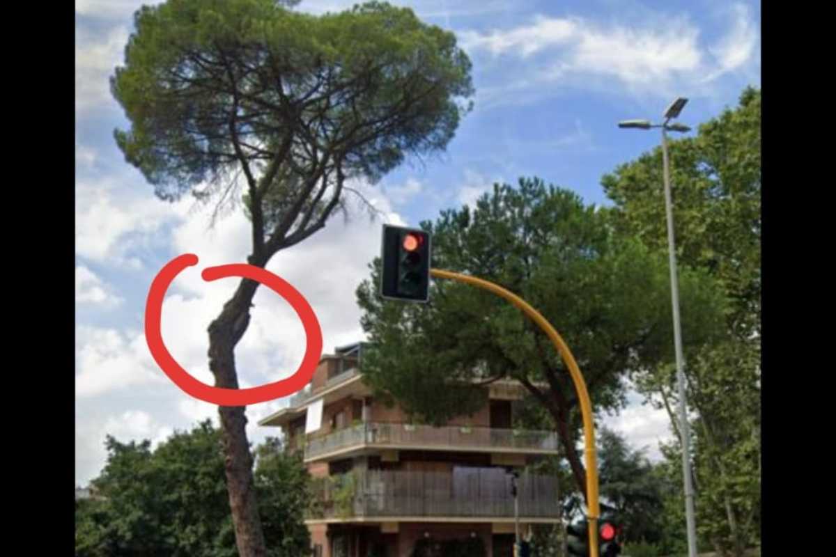 Emergenza alberi a Roma