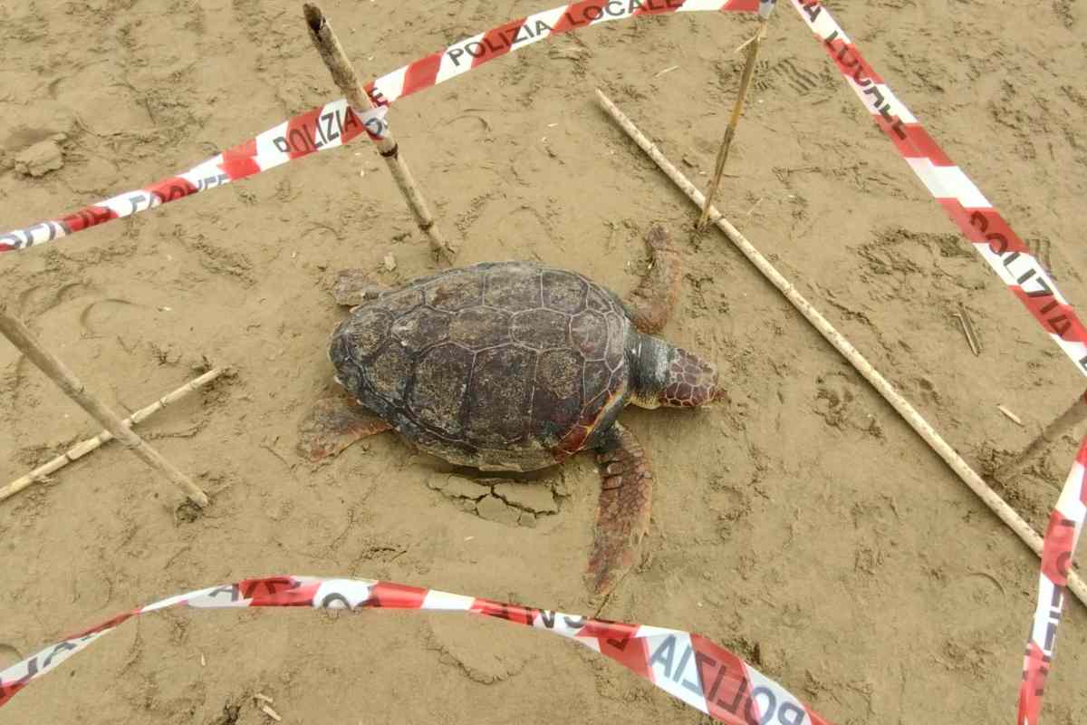 tartaruga caretta caretta