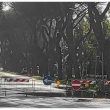Emergenza alberi nel X Municipio