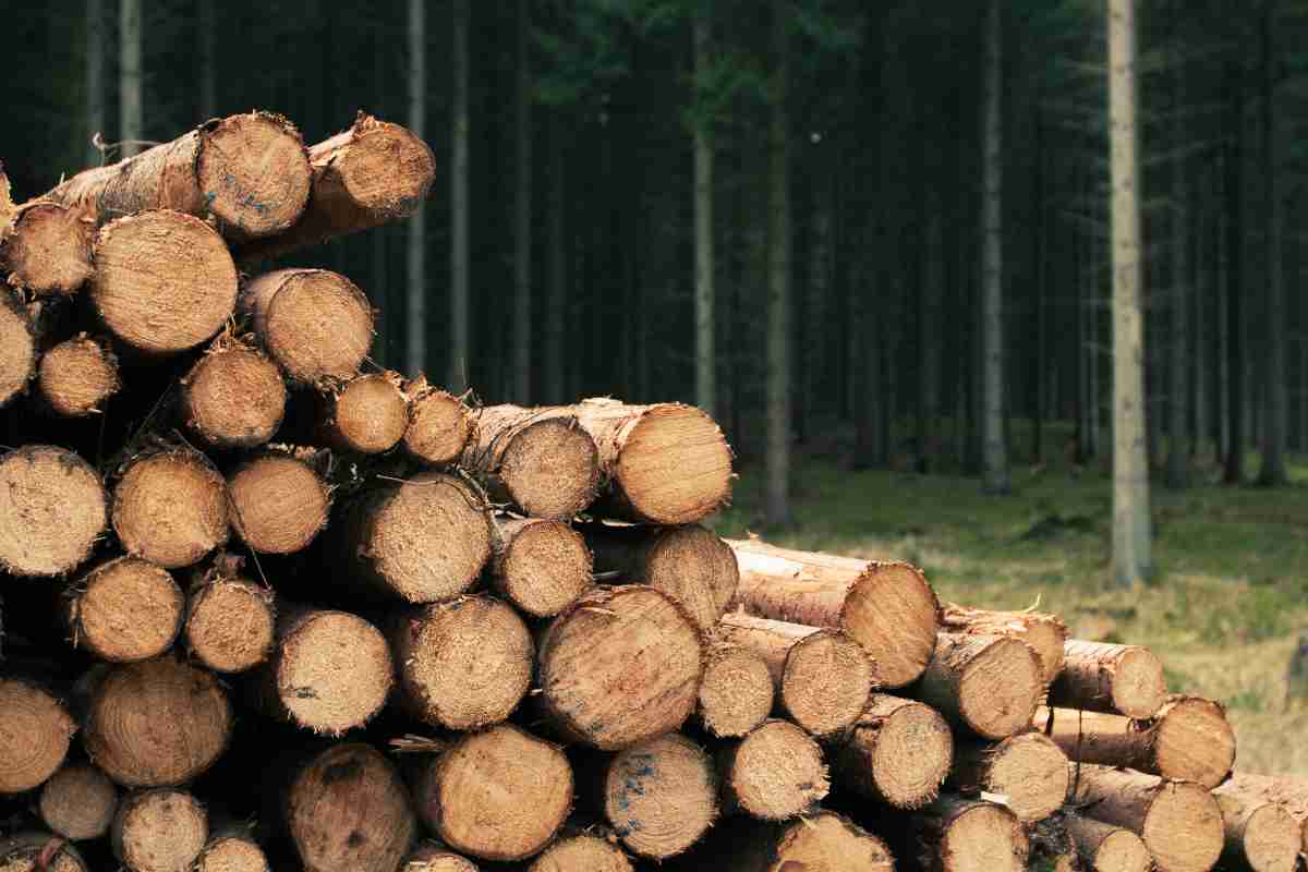 Disposizione di legna