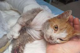 Ucciso il gatto Leone nel salernitano, morto dopo 4 giorni per essere stato scuoiato - www.IlCorrieredellacittà.com
