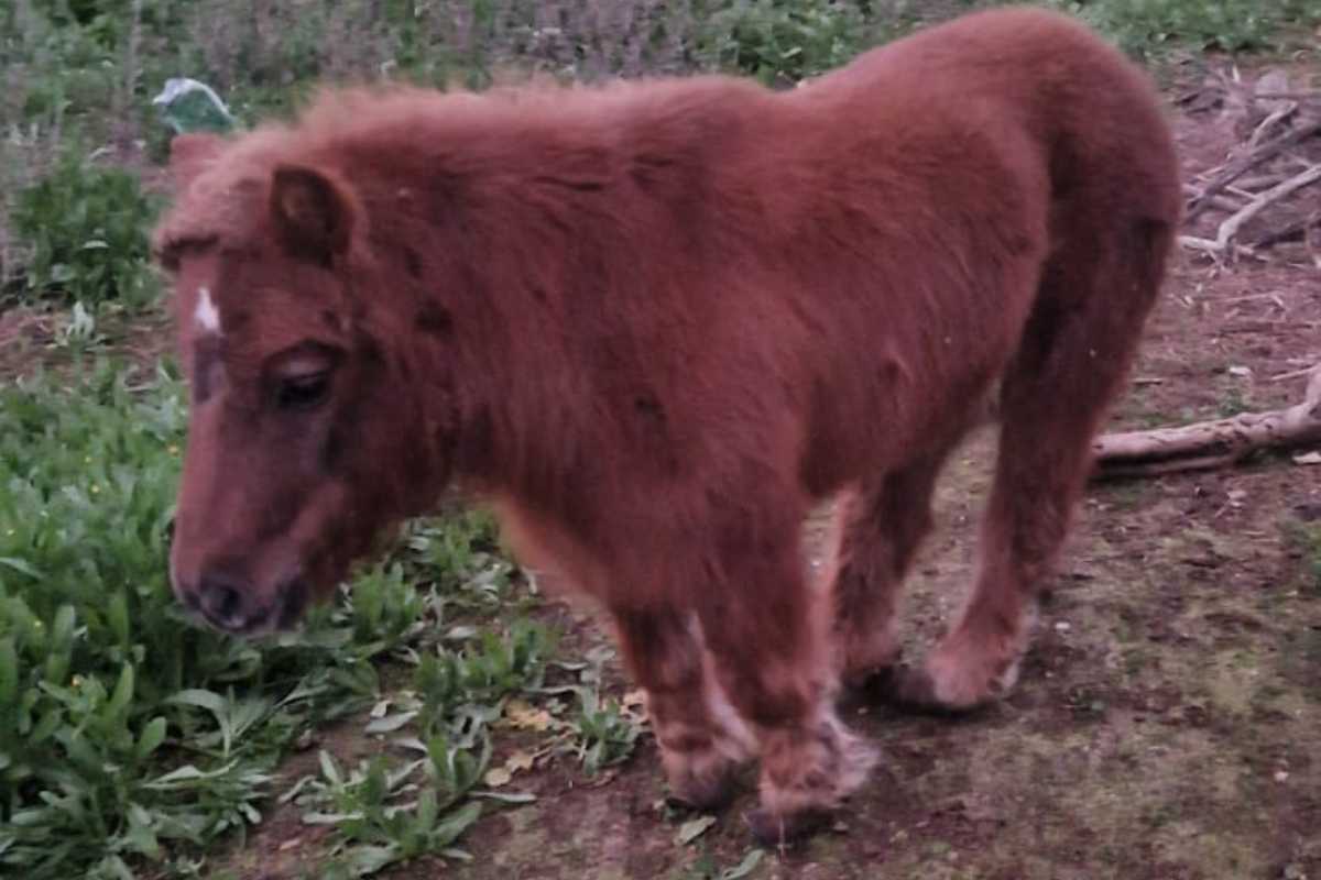 Pony deperito in un terreno agricolo di Albano