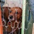 cane segregato costretto a vivere tra le sue deiezioni