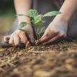 Giardiniere abusa di una stagista ad Ardea - www.ilcorrieredellacittà.com