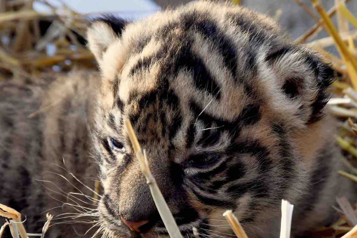 Bioparco Roma tigre Sumatra