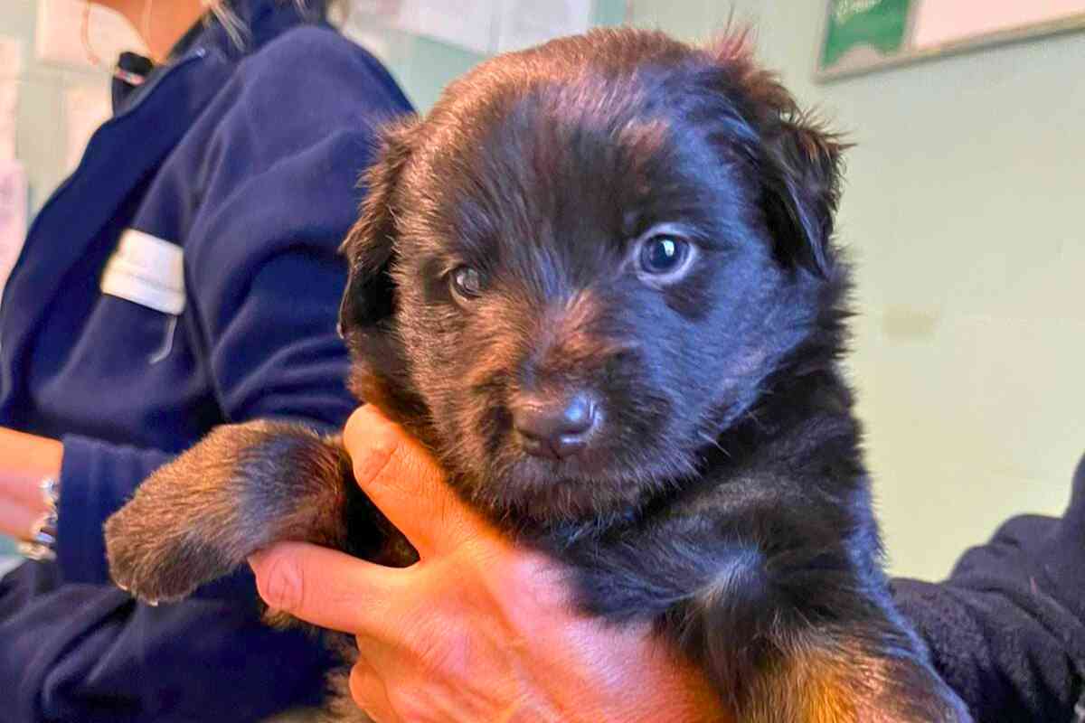 Cucciolo salvato nel campo rom di Castel Romano