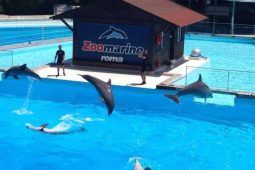 Spettacolo dei delfini a Zoomarine