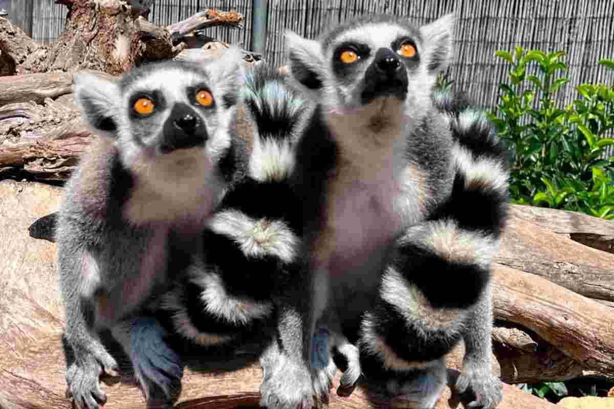 Lemuri presenti a Zoomarine Discovery