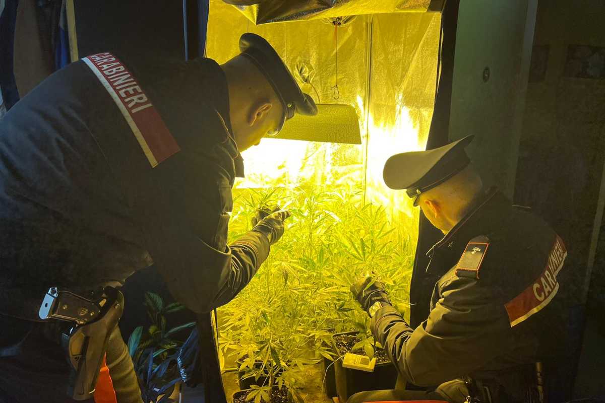 Serra di marijuana Carabinieri Ostia