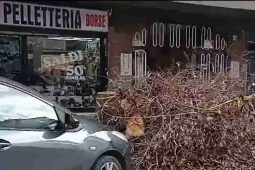 Rami depositati per strada a Roma