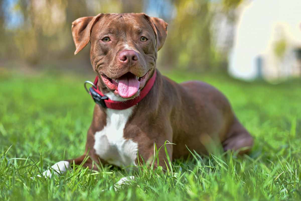 Un pitbull americano