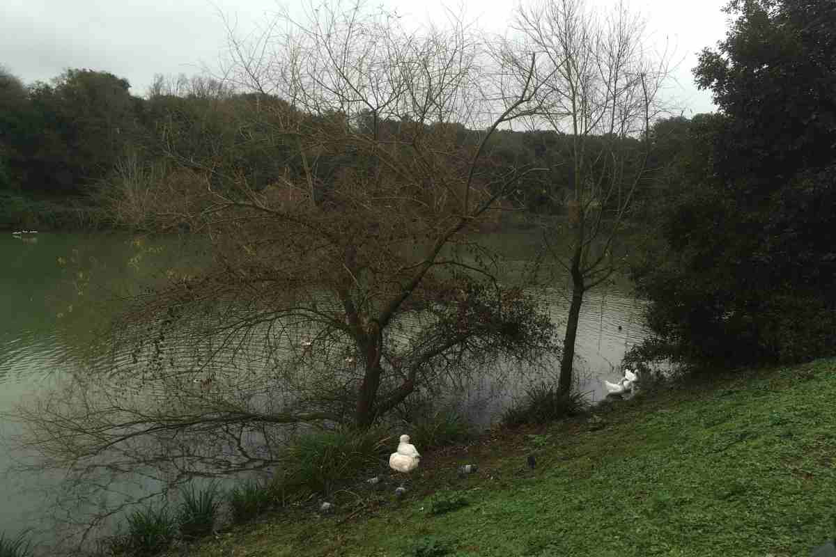 Un'oca è stata ferita a Villa Pamphilij e i residenti temono che dietro il suo ferimento possano essere degli aggressori che si accaniscono contro gli animali del Parco ferendoli per vandalismo - www.IlCorrieredellacittà.com