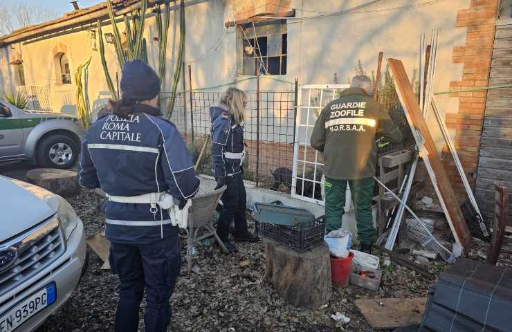 Gli animali sequestrati discarica abusiva fiumicino 