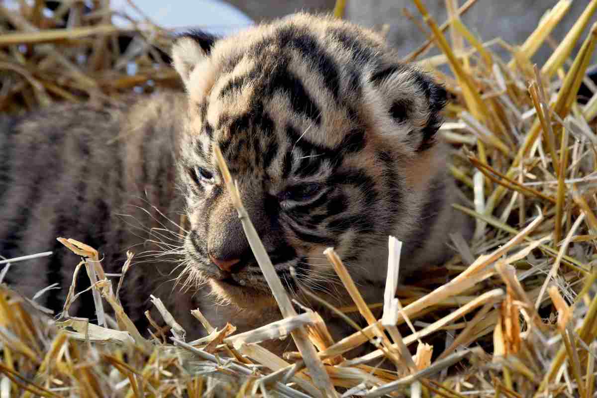 Piccola di tigre al Bioparco, in corso un sondaggio per darle un nome - www.IlCorrieredellacittà.com