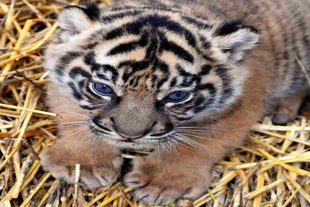 Piccola di tigre al Bioparco, in corso un sondaggio per darle un nome - www.IlCorrieredellacittà.com