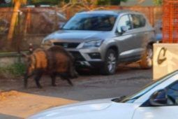 Cinghiale a Roma