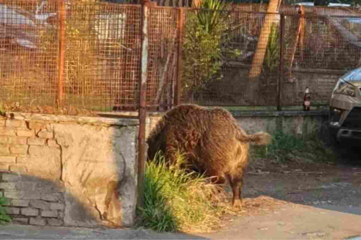 Cinghiale avvistato al Quadraro