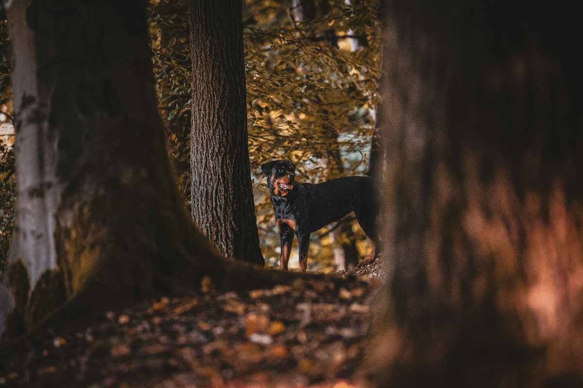 Rottweiler Manziana