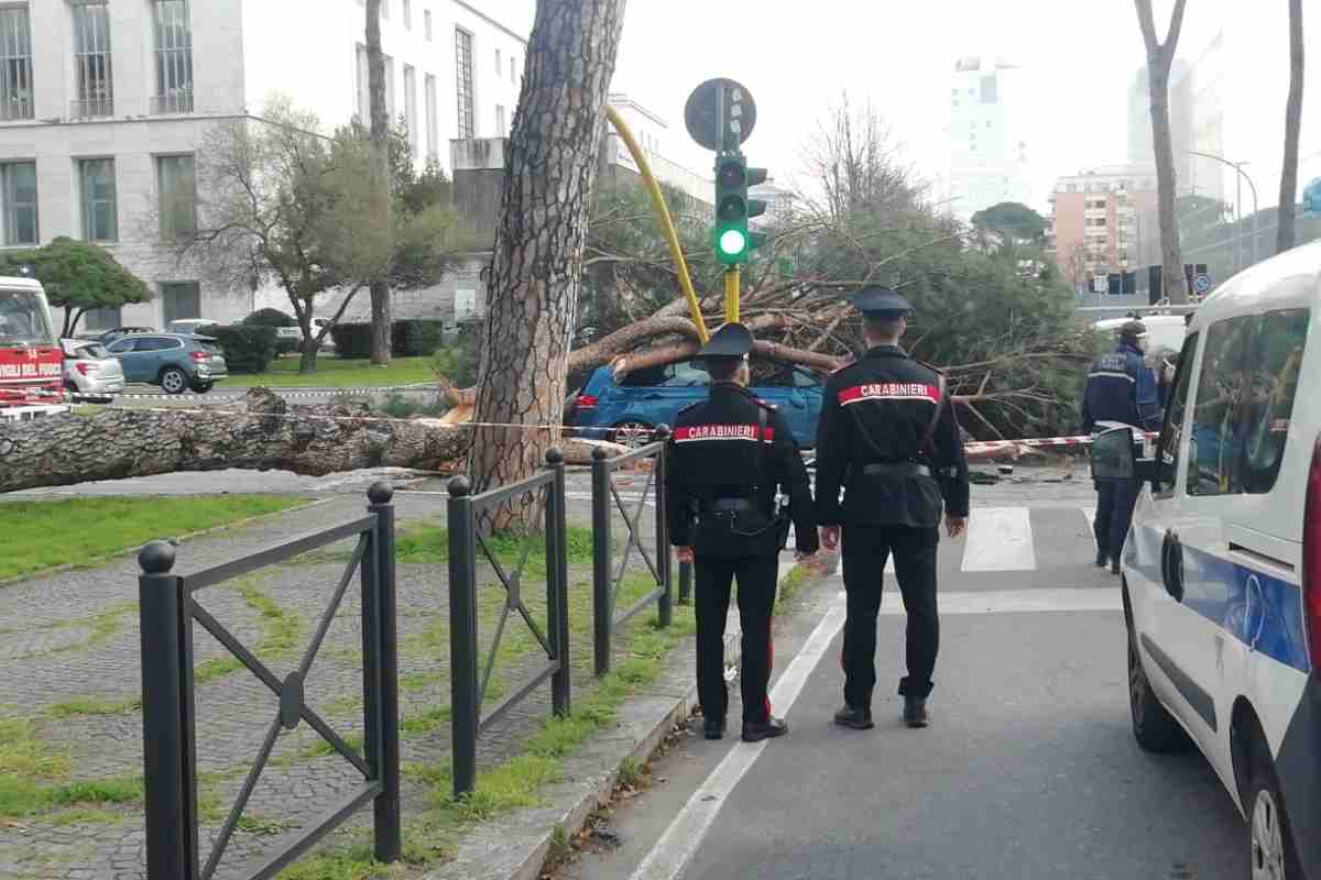 Albero caduto colombo oggi