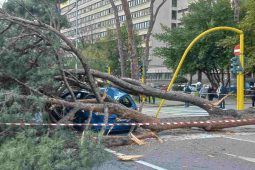 Albero crollato sulla Cristoforo Colombo a Roma