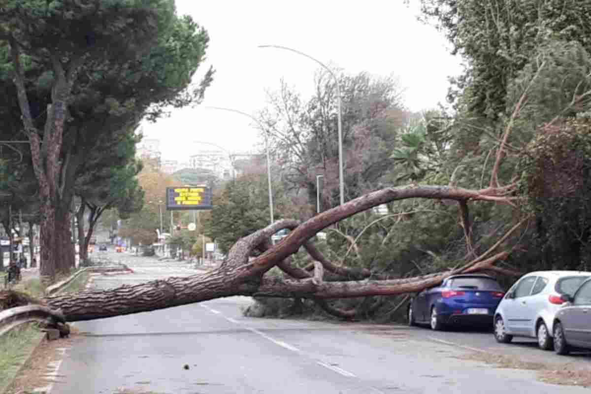 Albero crollato a Roma