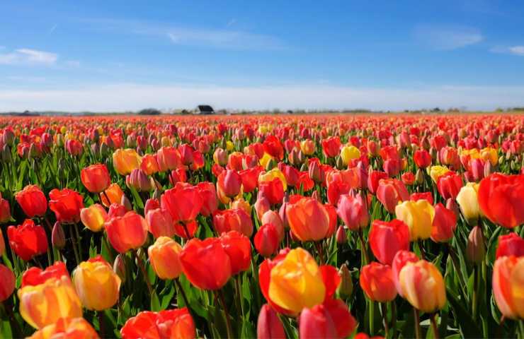 Campo di tulipani in Italia