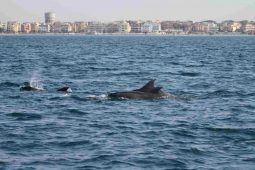 Delfini Ostia e Torvaianica