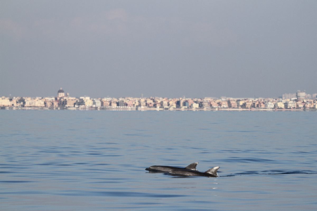 Delfini Ostia e Torvaianica