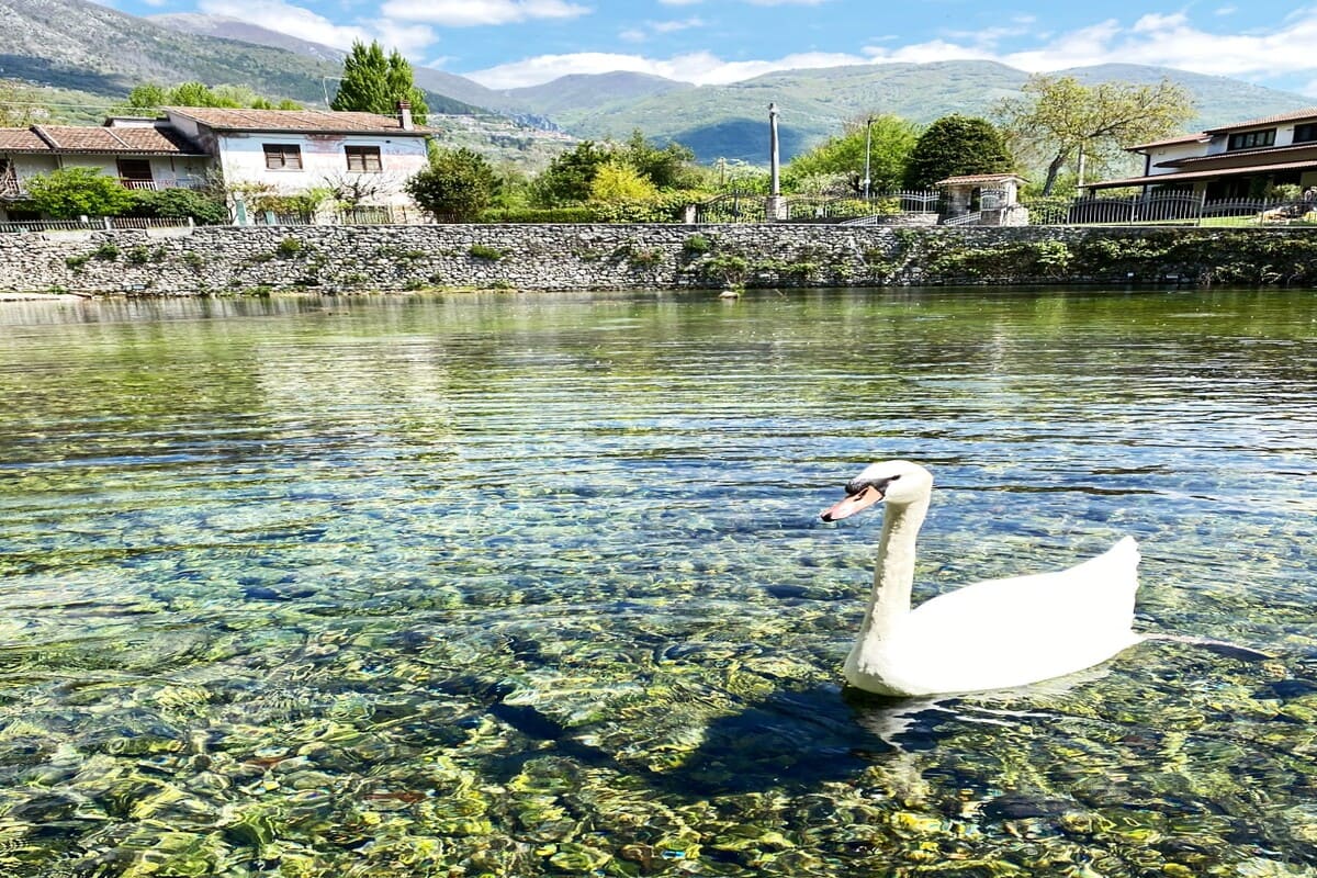 Cigno alla Sorgente di Santa Susanna